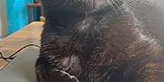 Sushi a rejoint le concours — aidez-le/la à gagner de superbes lots ! black_cat, cat, yellow_eyes, laptop, table, woven_placemat, indoor, feline, pet, relaxed, whiskers, fur, domestic_animal, close_up, sitting, looking_up, home, plant, wooden_table, curious