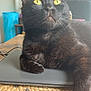 black_cat, cat, yellow_eyes, laptop, table, woven_placemat, indoor, feline, pet, relaxed, whiskers, fur, domestic_animal, close_up, sitting, looking_up, home, plant, wooden_table, curious