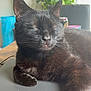 Sushi a rejoint le concours — aidez-le/la à gagner de superbes lots ! black_cat, cat, pet, animal, indoor, laptop, resting, sleeping, feline, cozy, plant, table, relaxation, whiskers, fur, close_up, domestic_animal, home, quiet, peaceful
