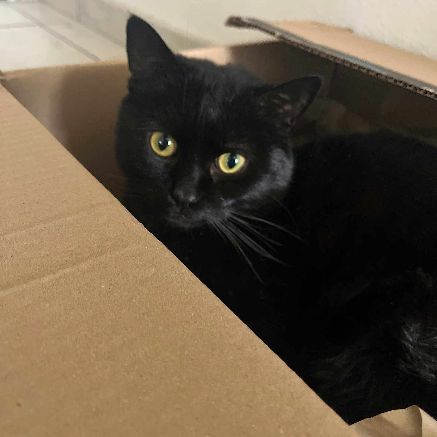 Sushi a rejoint le concours — aidez-le/la à gagner de superbes lots ! animal, black_cat, cardboard_box, cat, close_up, cozy, curious, cute, domestic_animal, feline, floor_tiles, fur, home, indoor, looking, mammal, pet, resting, whiskers, yellow_eyes