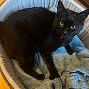 Sushi participe au concours pour gagner de l'argent avec cette photo : black_cat, cat, pet_bed, blanket, indoor, furniture, wooden_floor, cozy, relaxed, animal, fur, whiskers, ears, eyes, domestic_animal, home, resting, soft_texture, comfort, cute