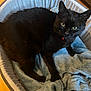 black_cat, cat, pet_bed, blanket, indoor, furniture, wooden_floor, cozy, relaxed, animal, fur, whiskers, ears, eyes, domestic_animal, home, resting, soft_texture, comfort, cute