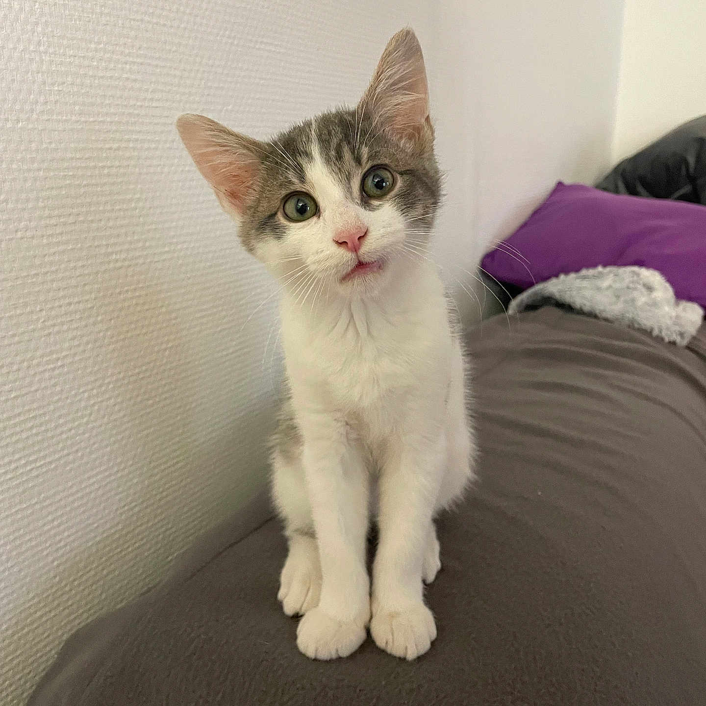 Sweety participe au concours pour gagner de l'argent avec cette photo : abyssinian, angora, animal, bed, bedroom, blanket, cat, couch, cushion, furniture, homedecor, indoors, kitten, manx, pet, pillow, room, white