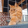cat, orange_cat, fluffy_fur, paw, cage, metal_bars, brick_wall, wooden_beams, indoor, pet, feline, animal, portrait, close_up, fur, whiskers, window, shelf, domestic_cat, resting