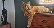 Snipper a rejoint le concours — aidez-le/la à gagner de superbes lots ! animal, cactus, cat, cozy, decor, feline, fur, furniture, home, houseplant, indoor, lounging, orange_cat, paw, pet, portrait, potted_plant, relaxed, window, wooden_cabinet