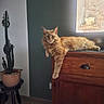 Snipper a rejoint le concours — aidez-le/la à gagner de superbes lots ! cat, orange_cat, feline, wooden_cabinet, cactus, potted_plant, indoor, window, decor, relaxed, lounging, paw, fur, animal, pet, houseplant, portrait, furniture, home, cozy