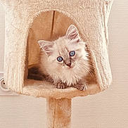Siméon participe au concours pour gagner de l'argent avec cette photo : carnivoran, cat, cat_like_mammal, domestic_short_haired_cat, fur, kitten, ragdoll, small_to_medium_sized_cats, whiskers