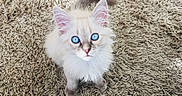 Siméon a rejoint le concours — aidez-le/la à gagner de superbes lots ! aegean_cat, asian_semi_longhair, british_semi_longhair, carnivoran, cat, cat_like_mammal, domestic_long_haired_cat, domestic_short_haired_cat, fur, kitten, napoleon_cat, persian, ragamuffin, ragdoll, small_to_medium_sized_cats, whiskers