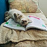 Siméon participe au concours pour gagner de l'argent avec cette photo : cat, cat_like_mammal, fur, kitten, nap, photo_caption, small_to_medium_sized_cats, snout, whiskers