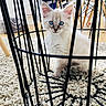 Siméon participe au concours pour gagner de l'argent avec cette photo : animal_shelter, cat, cat_like_mammal, kitten, small_to_medium_sized_cats, whiskers, window