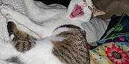 Tichat a rejoint le concours — aidez-le/la à gagner de superbes lots ! animal, blanket, cat, claws, cozy, cute, ears, expression, feline, fur, indoor, mouth_open, pet, pillow, resting, sleepy, tabby, whiskers, white, yawning