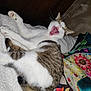 animal, blanket, cat, claws, cozy, cute, ears, expression, feline, fur, indoor, mouth_open, pet, pillow, resting, sleepy, tabby, whiskers, white, yawning