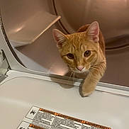 Rufus joined the competition — help win amazing prizes! cat, ginger_cat, curious, dryer, laundry, paw, indoor, pet, animal, metal, door, closeup, whiskers, fur, eyes, light, reflection, appliance, household, exploration
