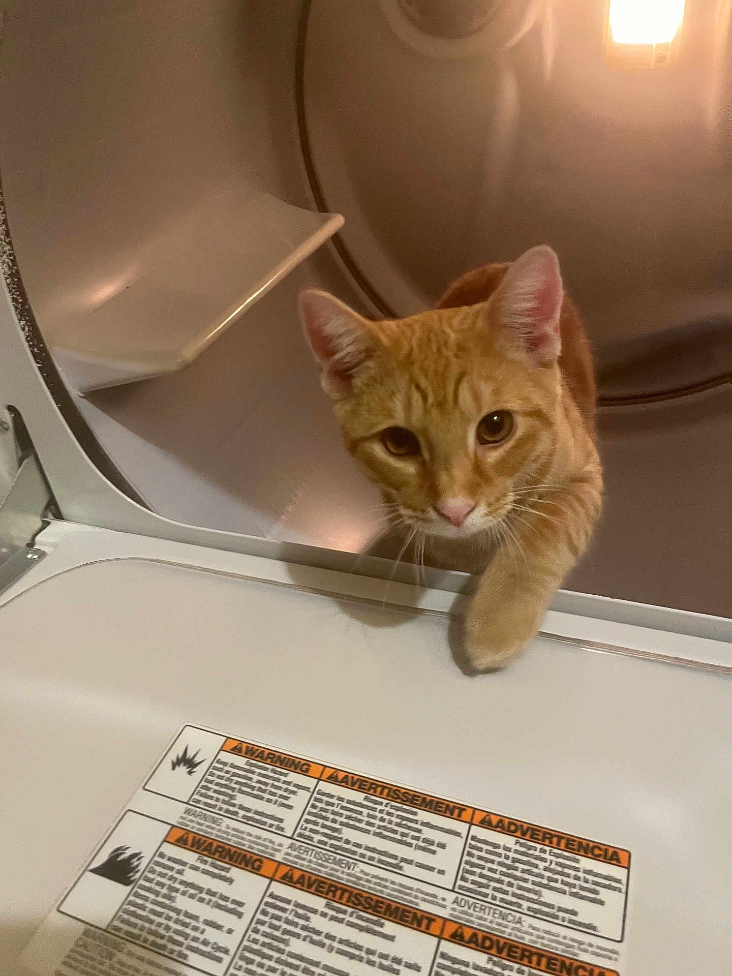 Rufus joined the competition — help win amazing prizes! cat, ginger_cat, curious, dryer, laundry, paw, indoor, pet, animal, metal, door, closeup, whiskers, fur, eyes, light, reflection, appliance, household, exploration