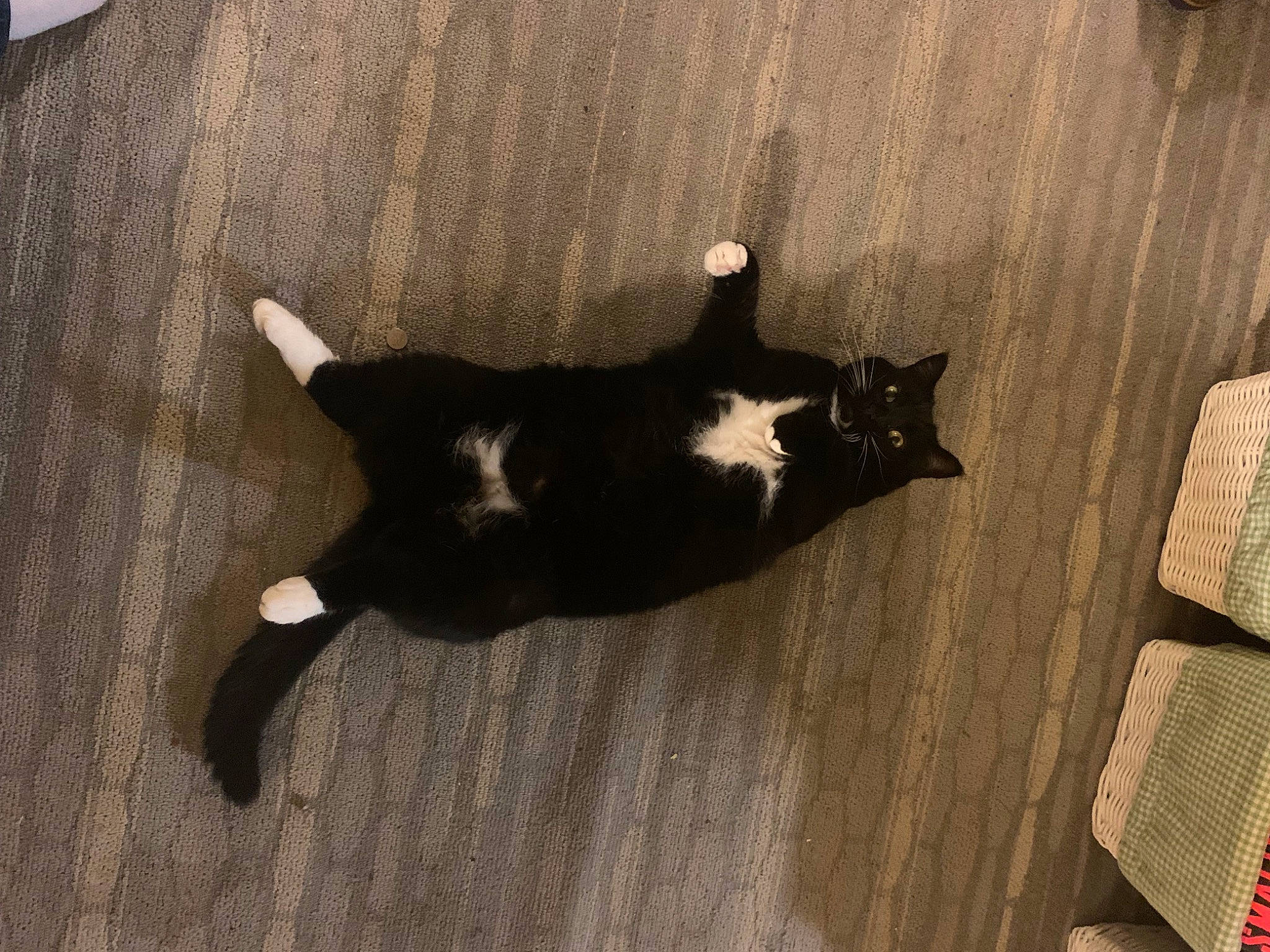 Sprite joined the competition — help win amazing prizes! black_cat, brown, carnivore, cat, dog_breed, domestic_short_haired_cat, felidae, floor, flooring, formal_wear, fur, grey, hardwood, shadow, small_to_medium_sized_cats, sporting_group, tail, tints_and_shades, whiskers, wood