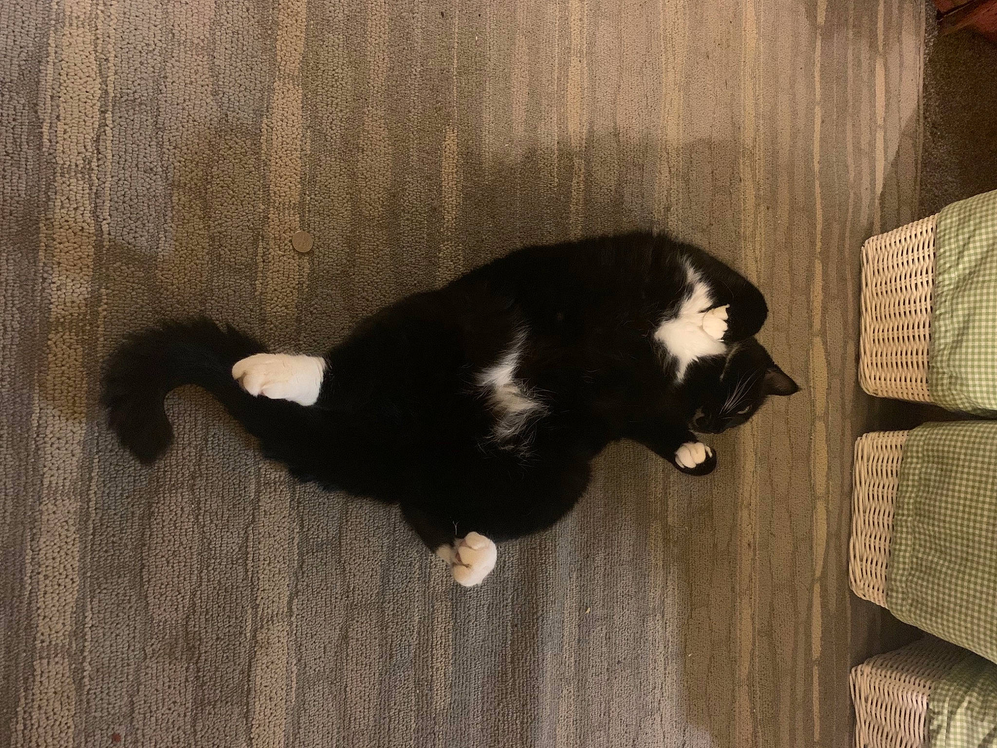 Sprite is registered to the contest to win money with this photo: black_cat, canidae, carnivore, cat, comfort, dog_breed, domestic_short_haired_cat, felidae, flooring, fur, hardwood, shadow, small_to_medium_sized_cats, snout, sporting_group, tail, terrestrial_animal, tints_and_shades, whiskers, wood