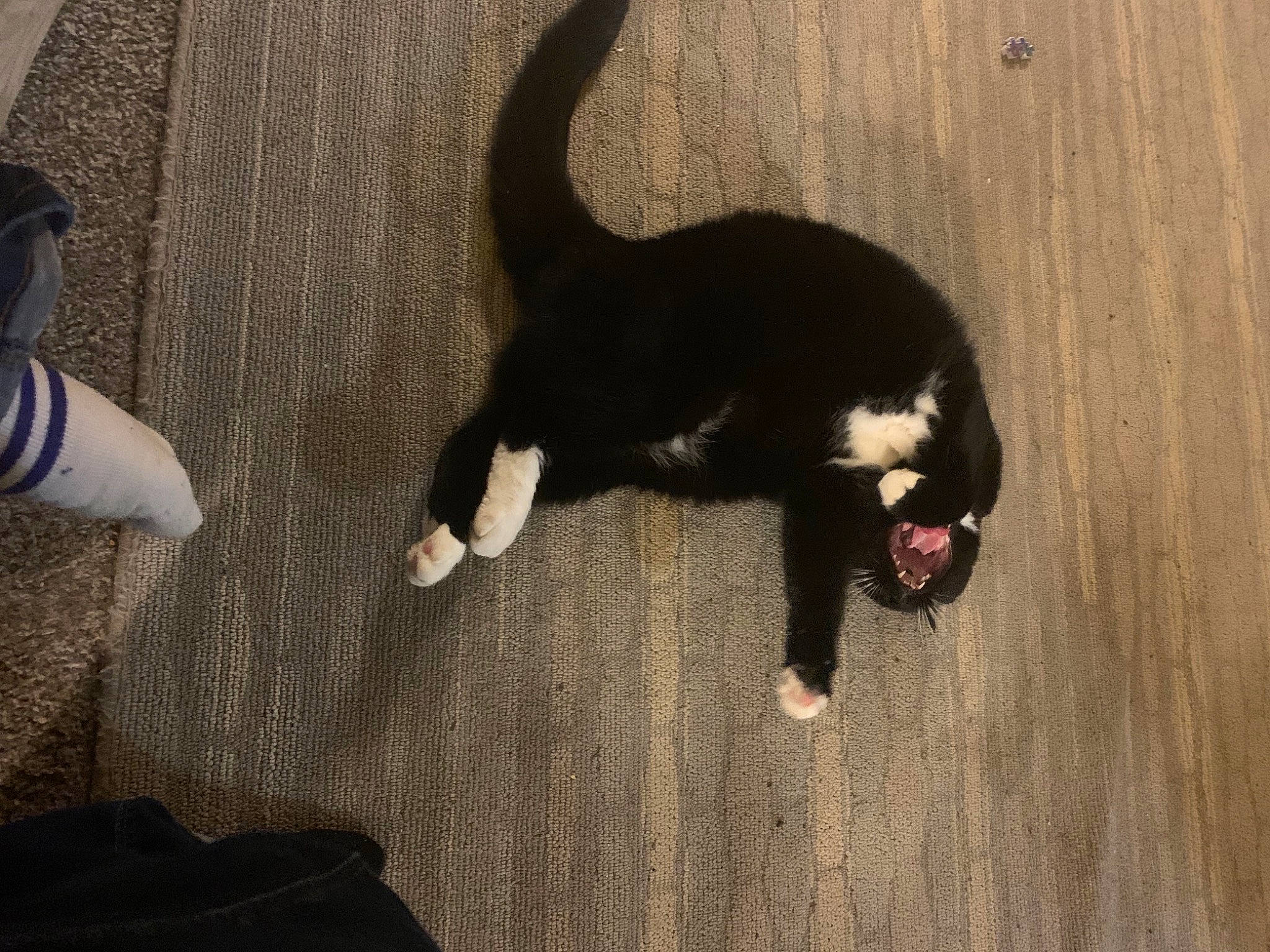 Sprite joined the competition — help win amazing prizes! black_cat, carnivore, cat, comfort, dog_breed, domestic_short_haired_cat, felidae, floor, flooring, fur, hardwood, paw, shadow, small_to_medium_sized_cats, snout, sporting_group, tail, terrestrial_animal, whiskers, wood