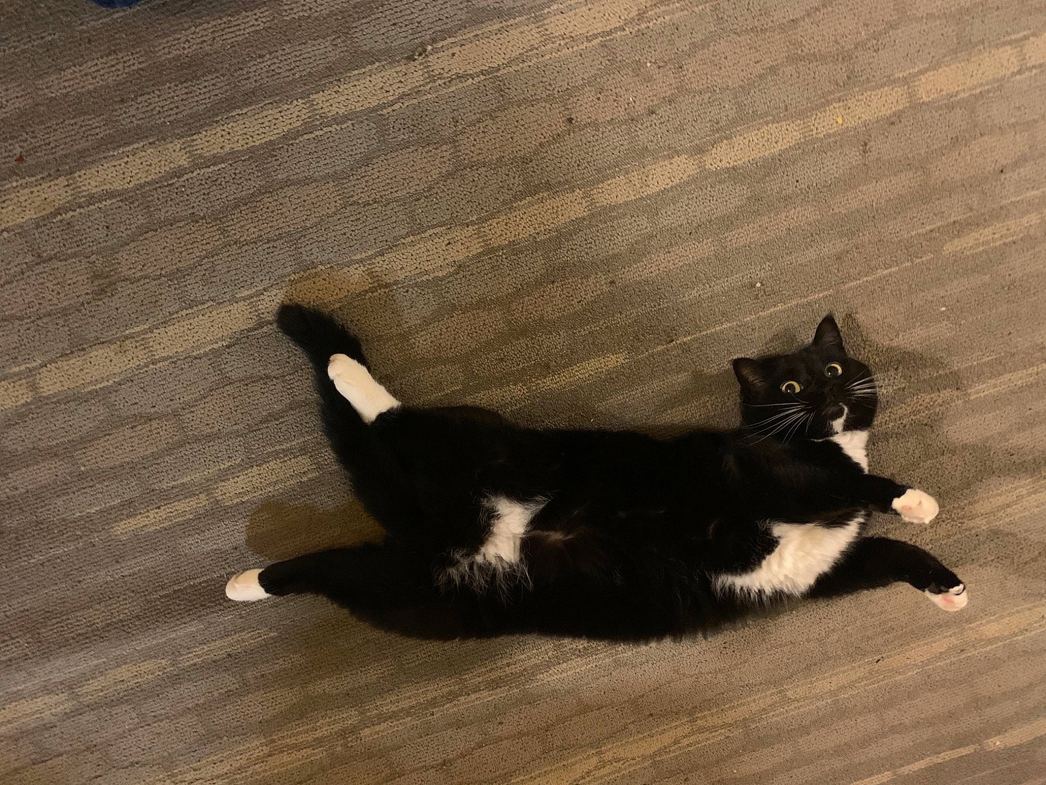 Sprite is registered to the contest to win money with this photo: carnivore, cat, domestic_short_haired_cat, felidae, flooring, foot, fur, hardwood, monochrome_photography, paw, road_surface, shadow, small_to_medium_sized_cats, snout, tail, terrestrial_animal, tints_and_shades, whiskers, wood, wood_flooring