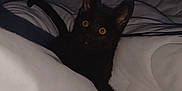 Paco participe au concours pour gagner de l'argent avec cette photo : animal, bed, black_cat, blanket, cozy, curious, cute, dark_room, ears, eyes, feline, fur, indoor, kitten, lying_down, night, pet, soft, whiskers, white_bedding