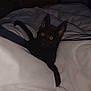 animal, bed, black_cat, blanket, cozy, curious, cute, dark_room, ears, eyes, feline, fur, indoor, kitten, lying_down, night, pet, soft, whiskers, white_bedding