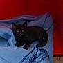 Paco a rejoint le concours — aidez-le/la à gagner de superbes lots ! animal, black_cat, blanket, blue, cozy, curious, cute, domestic, feline, floor, home, indoor, kitten, pet, plastic, red_container, resting, small, soft_texture, young