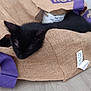 Paco a rejoint le concours — aidez-le/la à gagner de superbes lots ! animal, black_cat, burlap_bag, can, cat, close_up, container, cozy, cute, domestic_animal, fabric, feline, floor, indoor, pet, purple_handles, resting, sleeping, texture, wooden_floor