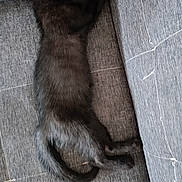 Paco a rejoint le concours — aidez-le/la à gagner de superbes lots ! animal, black_cat, couch, cozy, cute, domestic_cat, feline, fur, gray_fabric, home, indoor, kitten, nap, pet, relaxation, resting, sleeping, soft, tail, whiskers