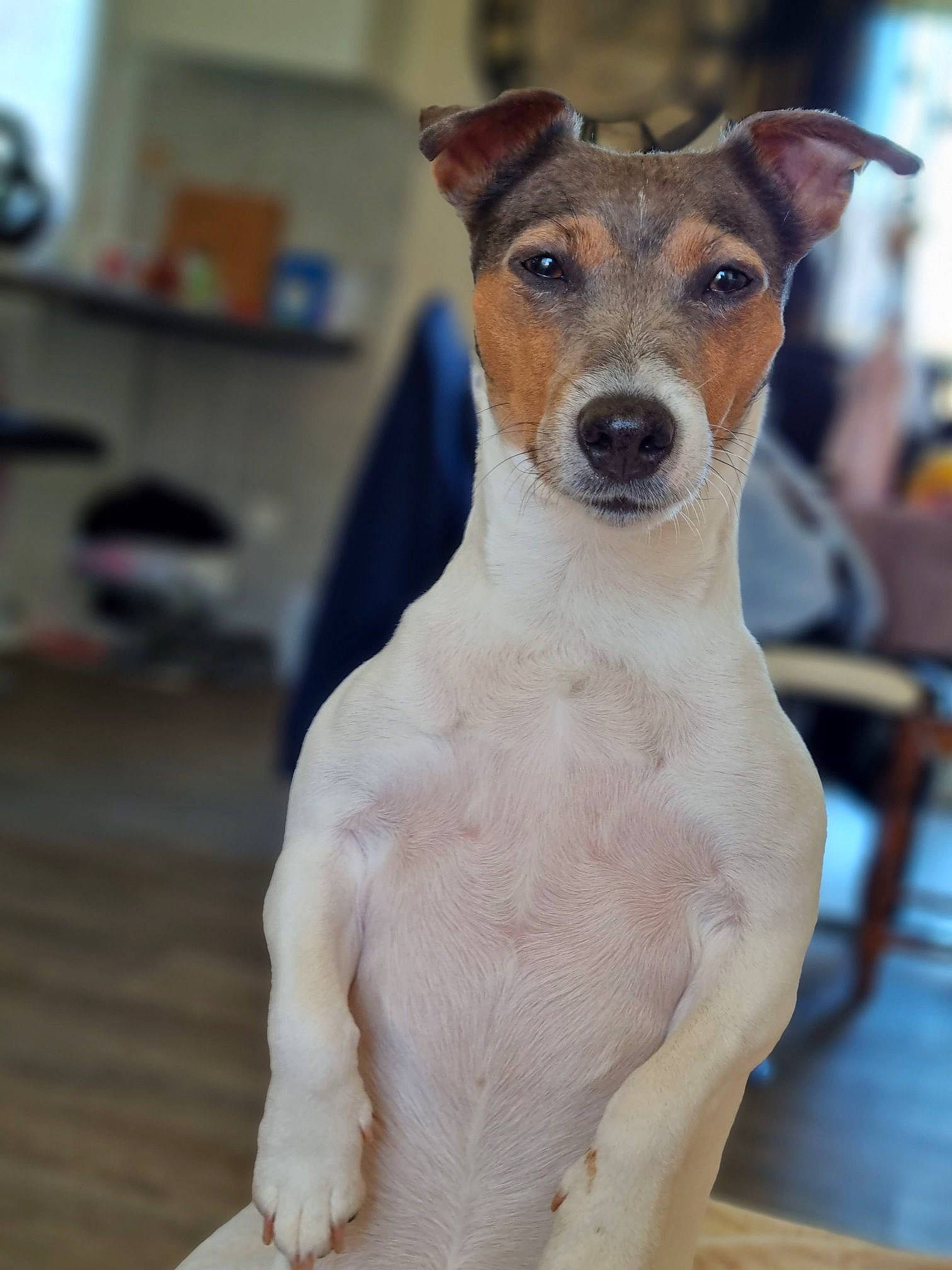 Palma participe au concours pour gagner de l'argent avec cette photo : ancient_dog_breeds, canidae, carnivore, chair, collar, companion_dog, dog, dog_breed, dog_collar, fawn, snout, terrestrial_animal, working_animal