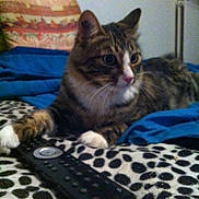 Pacha a rejoint le concours — aidez-le/la à gagner de superbes lots !