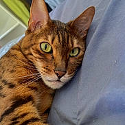 Lucky participe au concours pour gagner de l'argent avec cette photo : bengal_cat, cat, close_up, green_eyes, feline, pet, domestic_cat, striped_fur, relaxed, lying_down, cushion, blue_fabric, whiskers, indoor, portrait, animal, cute, mammal, resting, curious