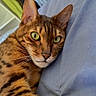 bengal_cat, cat, close_up, green_eyes, feline, pet, domestic_cat, striped_fur, relaxed, lying_down, cushion, blue_fabric, whiskers, indoor, portrait, animal, cute, mammal, resting, curious