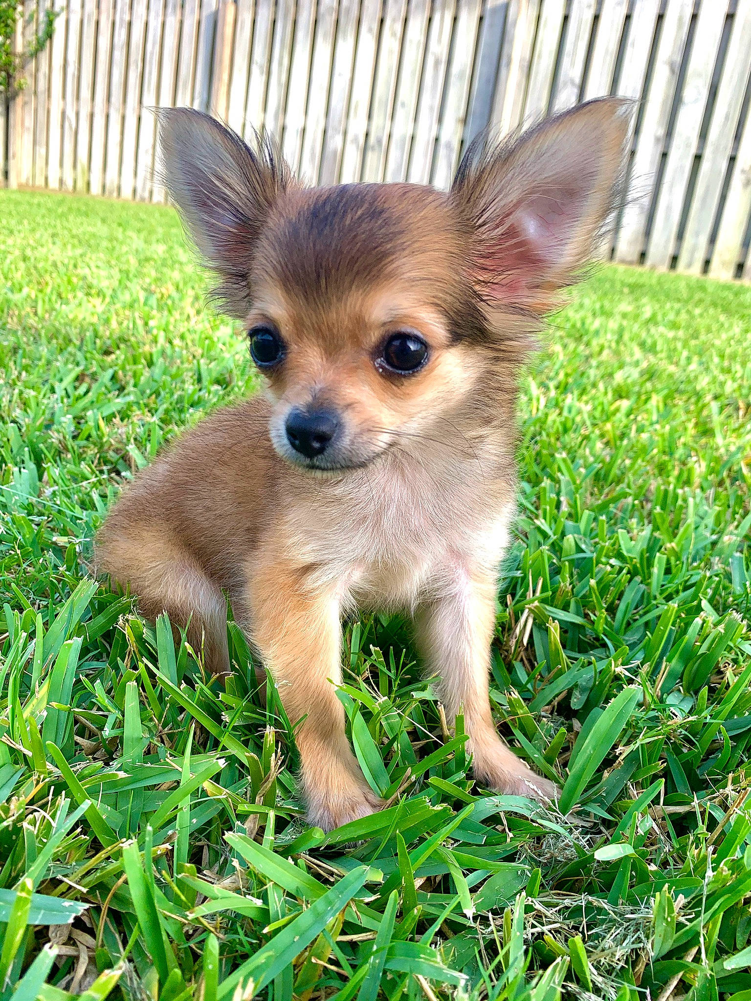 Drogo is registered to the contest to win money with this photo: canidae, carnivore, chihuahua, companion_dog, corgi_chihuahua, dog, dog_breed, fawn, fence, fur, grass, plant, puppy, russkiy_toy, snout, terrestrial_animal, toy_dog, whiskers, wildlife, wing