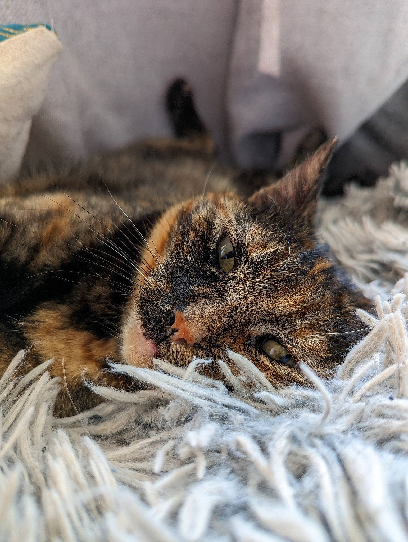 Bella participe au concours pour gagner de l'argent avec cette photo : carnivore, cat, claw, comfort, domestic_short_haired_cat, felidae, fur, grass, nap, paw, sleep, small_to_medium_sized_cats, snout, terrestrial_animal, whiskers, wildlife, wood