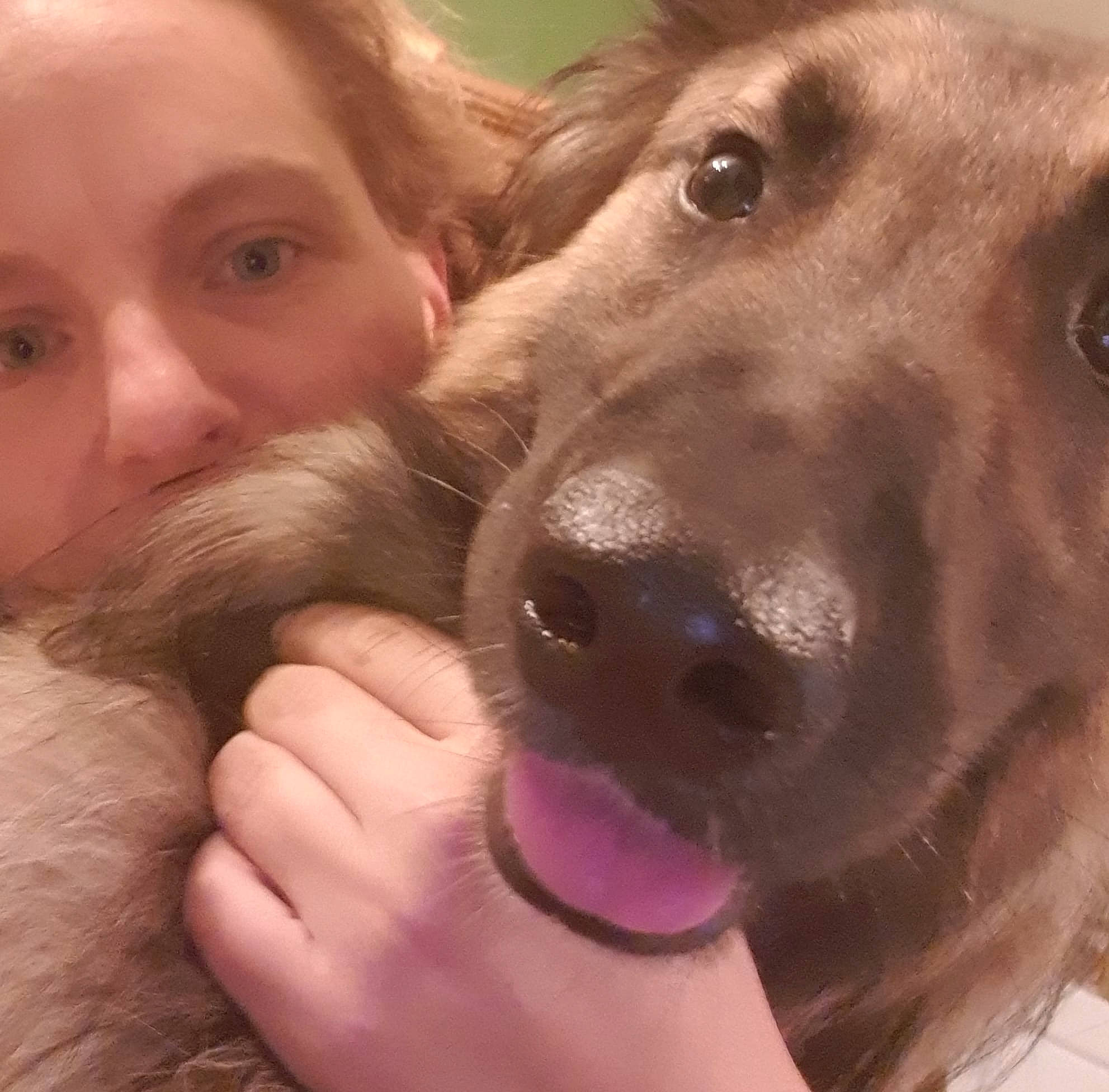 Paco participe au concours pour gagner de l'argent avec cette photo : companion_dog, dog, dog_breed, dog_breed_group, dog_like_mammal, ear, golden_retriever, jaw, labrador_retriever, mouth, nose, person, puppy, puppy_love, retriever, selfie, skin, snout, sporting_group, tongue