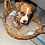 animal, basket, boxer, bulldog, canine, dog, dogbed, face, head, hound, pen, person, pet, pitbull, puppy