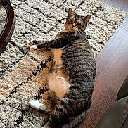 Minnie is registered to the contest to win money with this photo: cat, tabby_cat, lying_down, indoor, rug, patterned_rug, wooden_floor, pet, feline, relaxed, whiskers, paws, tail, fur, home, comfort, looking_at_camera, animal, mammal, domestic_animal