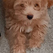 Tanner is registered to the contest to win money with this photo: adorable, animal, brown, carpet, closeup, curly_hair, cute, dog, ears, face, fluffy, fur, furry, indoor, lying_down, nose, pet, puppy, small_dog, young_dog