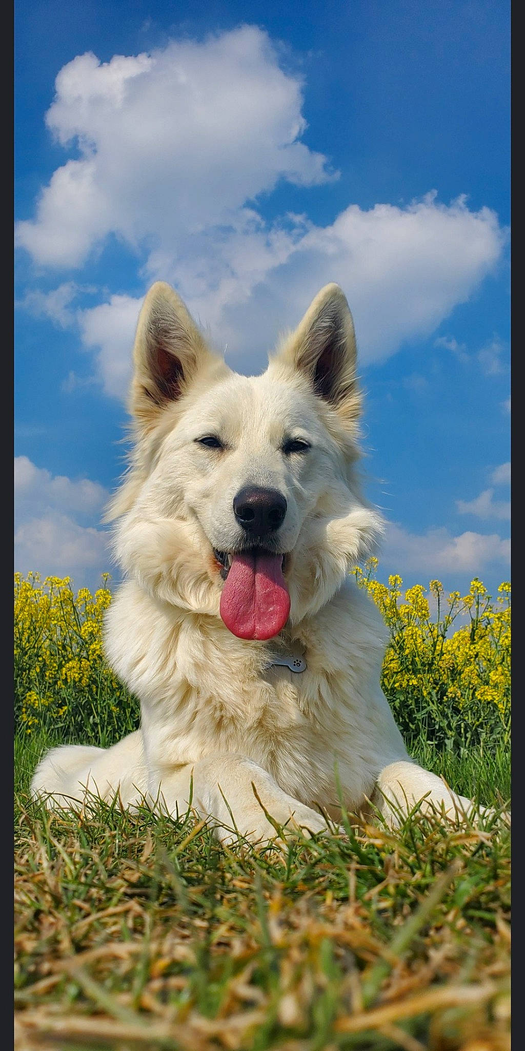 Prisca participe au concours pour gagner de l'argent avec cette photo : ancient_dog_breeds, art, canidae, carnivore, cloud, companion_dog, dog, dog_breed, fang, grass, grassland, happy, herding_dog, natural_landscape, plant, rectangle, sky, snout, sporting_group, working_dog