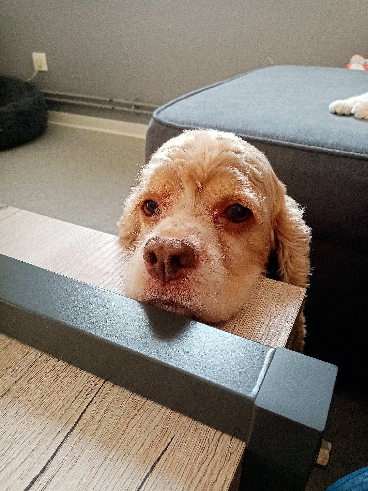 Herly a rejoint le concours — aidez-le/la à gagner de superbes lots ! carnivore, comfort, companion_dog, couch, dog, dog_breed, dog_supply, fawn, floor, flooring, hardwood, liver, plank, rectangle, selfie, snout, toy_dog, wood, wood_stain, working_animal