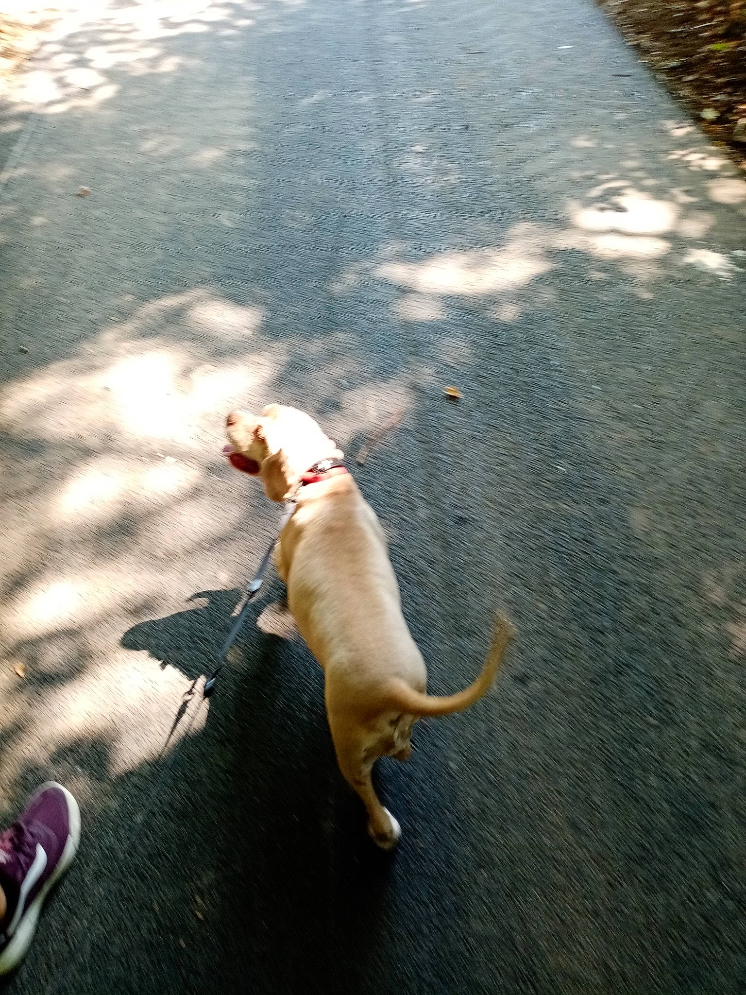 Herly participe au concours pour gagner de l'argent avec cette photo : asphalt, carnivore, collar, companion_dog, dog, dog_breed, fawn, felidae, grass, leash, pet_supply, road, road_surface, shadow, sidewalk, small_to_medium_sized_cats, snout, tail, tints_and_shades, tree