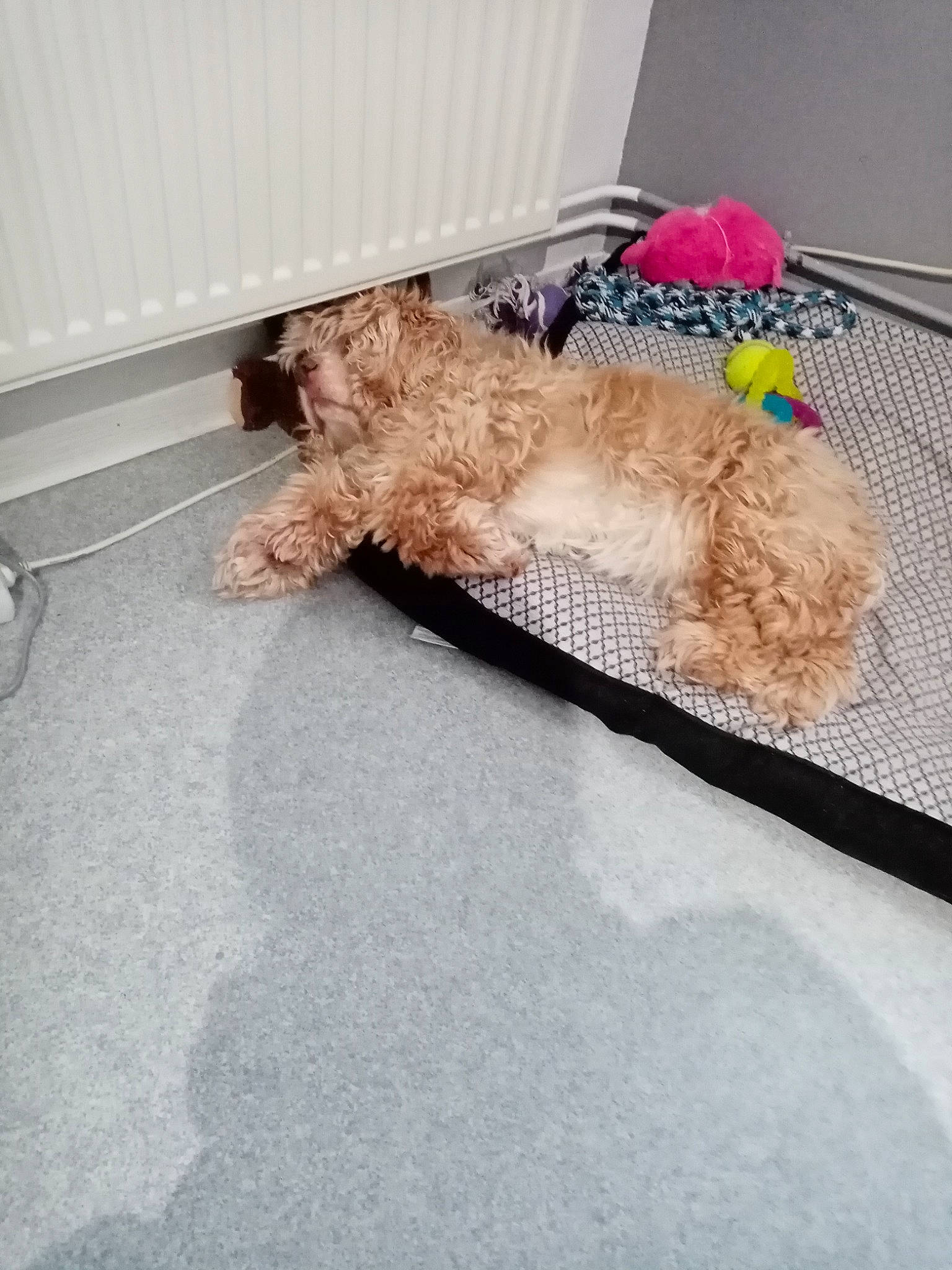 Herly a rejoint le concours — aidez-le/la à gagner de superbes lots ! carnivore, companion_dog, couch, dog, dog_breed, dog_clothes, dog_supply, fawn, floor, flooring, fur, labradoodle, pet_supply, poodle, stuffed_toy, tail, teddy_bear, terrier, toy, toy_dog