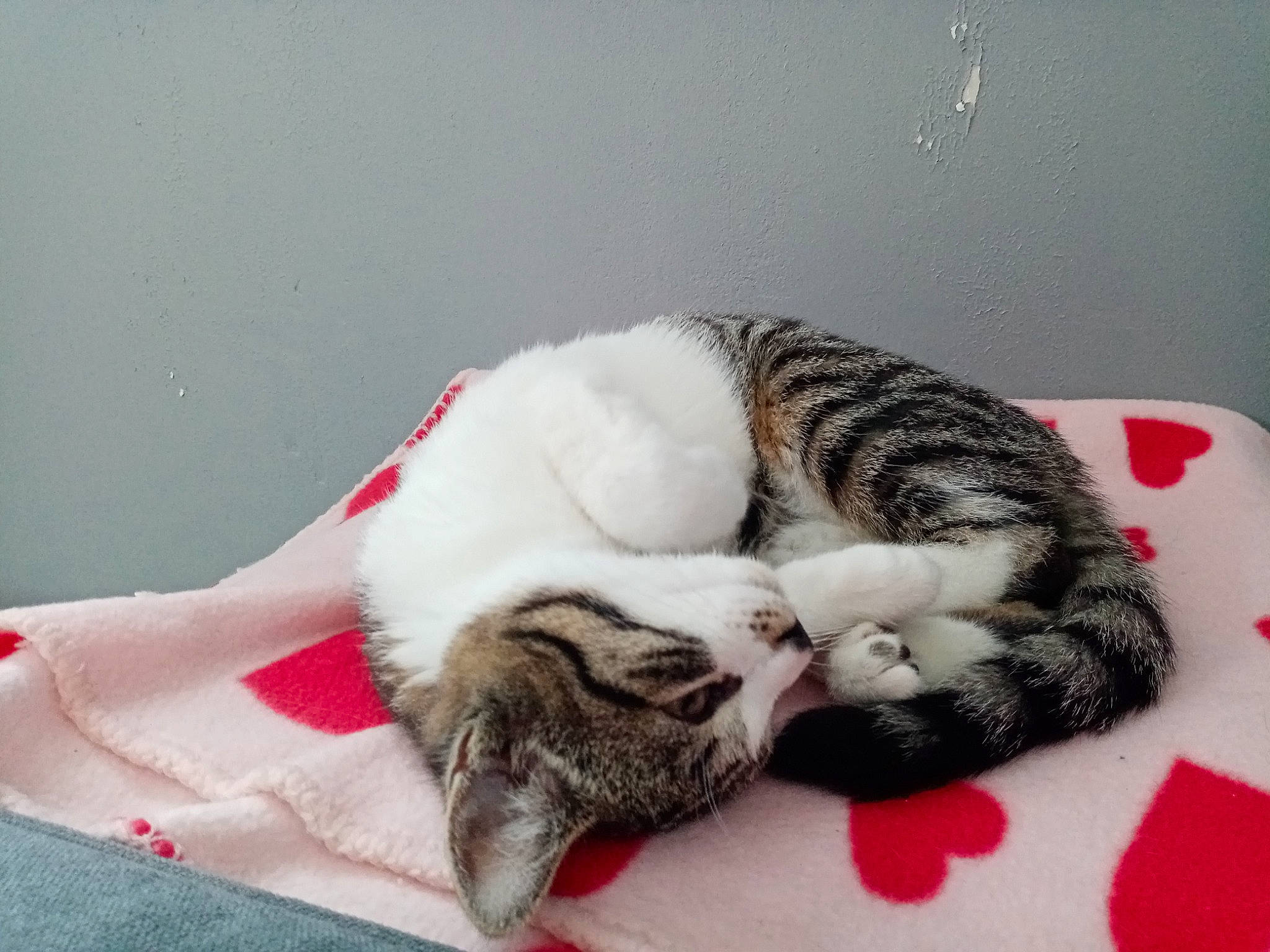 Calinette participe au concours pour gagner de l'argent avec cette photo : bed, carmine, carnivore, cat, cat_bed, cat_supply, claw, comfort, domestic_short_haired_cat, felidae, fur, grey, linens, nap, paw, sleep, small_to_medium_sized_cats, snout, tail, whiskers