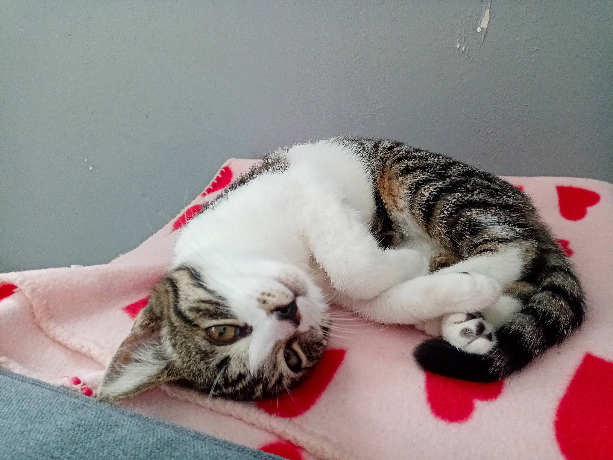 Calinette participe au concours pour gagner de l'argent avec cette photo : bed, carnivore, cat, cat_supply, claw, comfort, domestic_short_haired_cat, eye, felidae, fur, nap, paw, sleep, small_to_medium_sized_cats, snout, tail, terrestrial_animal, whiskers