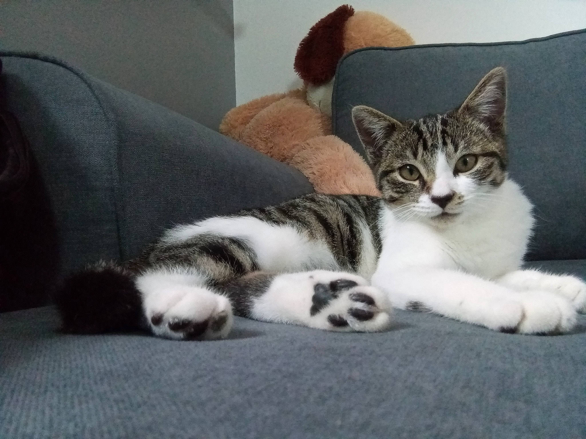 Calinette participe au concours pour gagner de l'argent avec cette photo : carnivore, cat, cat_supply, claw, comfort, couch, domestic_short_haired_cat, felidae, fur, grey, living_room, nap, paw, pillow, sitting, sleeper_chair, small_to_medium_sized_cats, snout, tail, whiskers