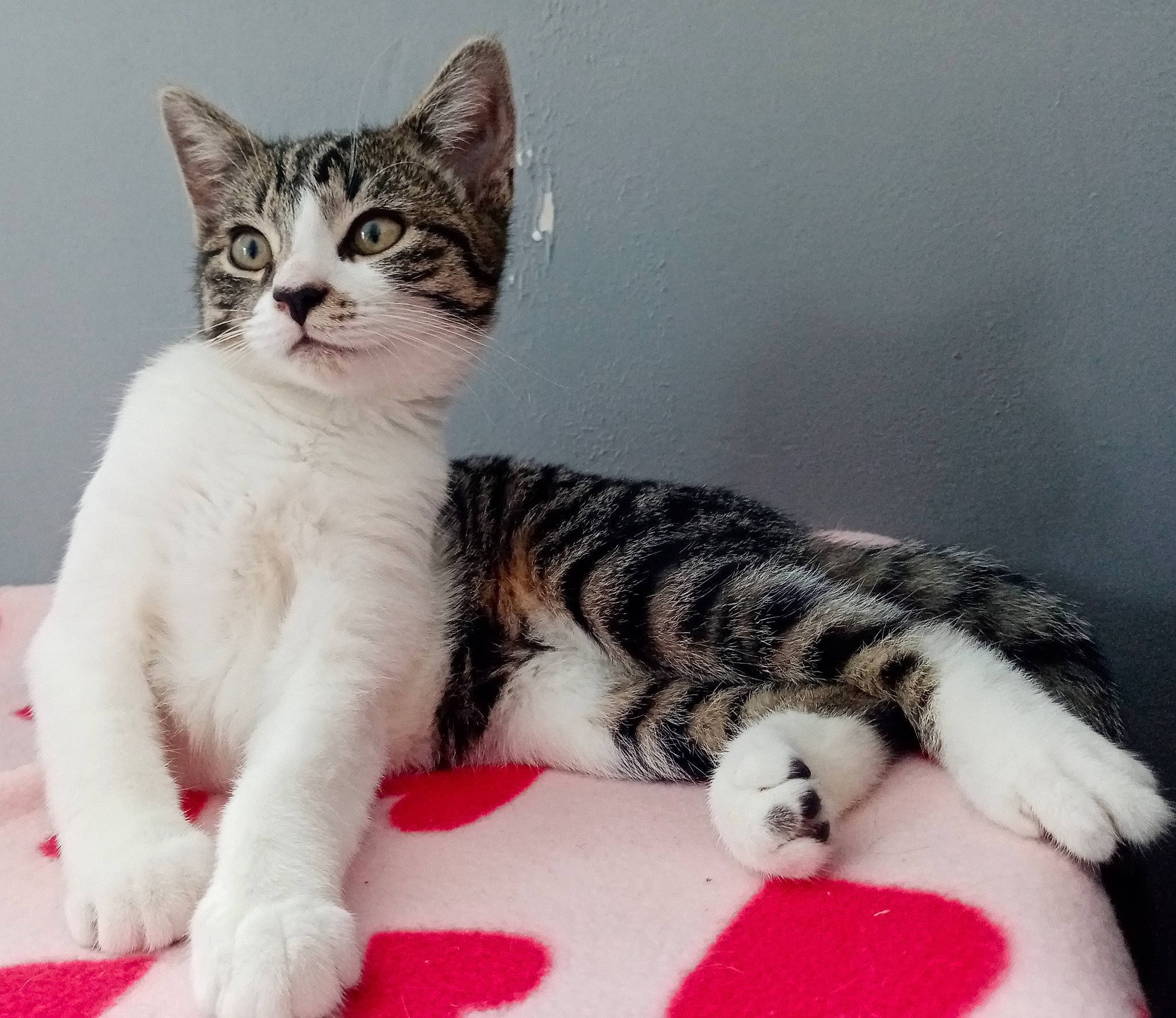 Calinette a rejoint le concours — aidez-le/la à gagner de superbes lots ! carnivore, cat, claw, comfort, domestic_short_haired_cat, eye, felidae, foot, fur, paw, sitting, small_to_medium_sized_cats, snout, tail, whiskers, window