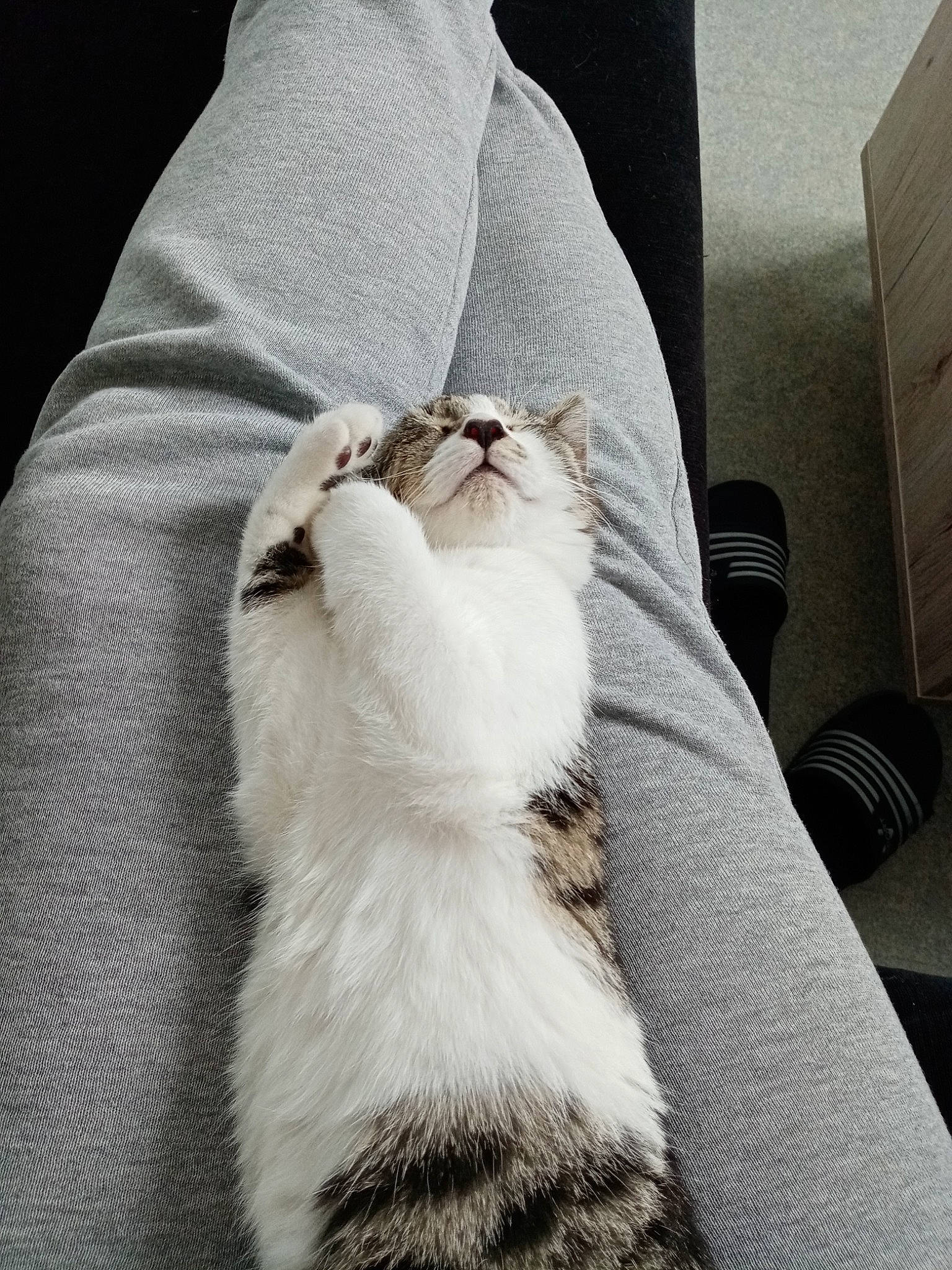 Calinette a rejoint le concours — aidez-le/la à gagner de superbes lots ! carnivore, cat, comfort, companion_dog, domestic_short_haired_cat, fawn, felidae, fur, gesture, grey, hand, human_leg, leg, linens, monochrome, paw, small_to_medium_sized_cats, tail, textile, whiskers