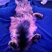 Nova joined the competition — help win amazing prizes! cat, tabby, fluffy, pet, animal, lying_down, blue_blanket, cozy, fur, whiskers, curious, indoor, relaxed, cute, paws, wide_eyes, soft_lighting, resting, domestic_animal, feline