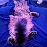 cat, tabby, fluffy, pet, animal, lying_down, blue_blanket, cozy, fur, whiskers, curious, indoor, relaxed, cute, paws, wide_eyes, soft_lighting, resting, domestic_animal, feline