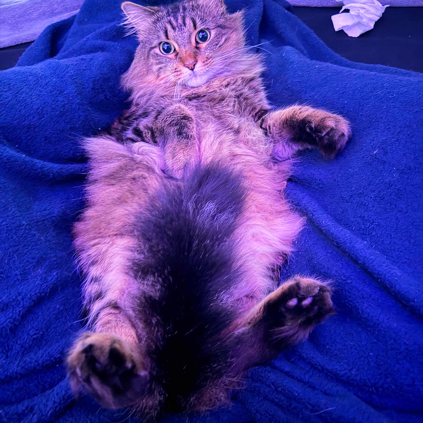 Nova joined the competition — help win amazing prizes! cat, tabby, fluffy, pet, animal, lying_down, blue_blanket, cozy, fur, whiskers, curious, indoor, relaxed, cute, paws, wide_eyes, soft_lighting, resting, domestic_animal, feline