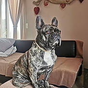 Scarlette participe au concours pour gagner de l'argent avec cette photo : alert, animal, blanket, brindle, canine, companion, couch, curtains, decorations, dog, domestic, french_bulldog, furniture, heart_shaped, home, indoor, living_room, pet, portrait, sitting